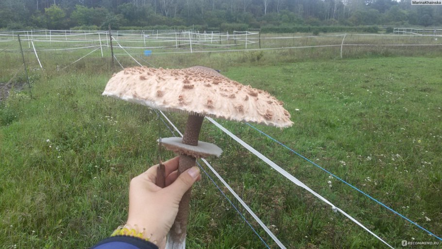 Гриб-зонтик пестрый - Лесной деликатес