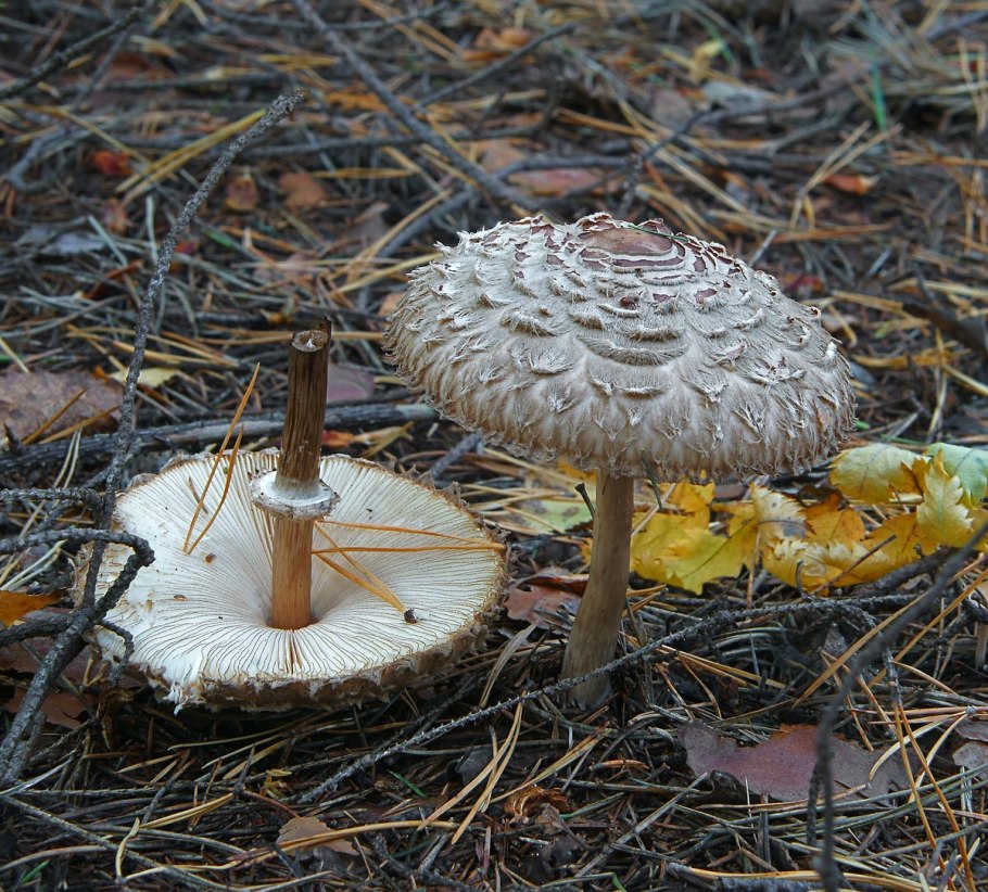 Гриб-зонтик краснеющий macrolepiota rhacodes