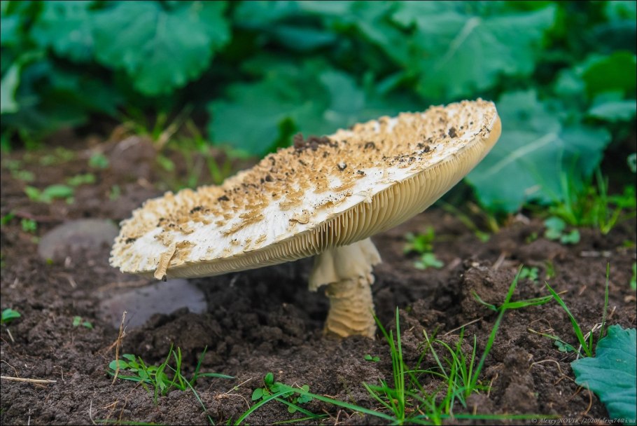 Грибы семейства шампиньоновых зонтики