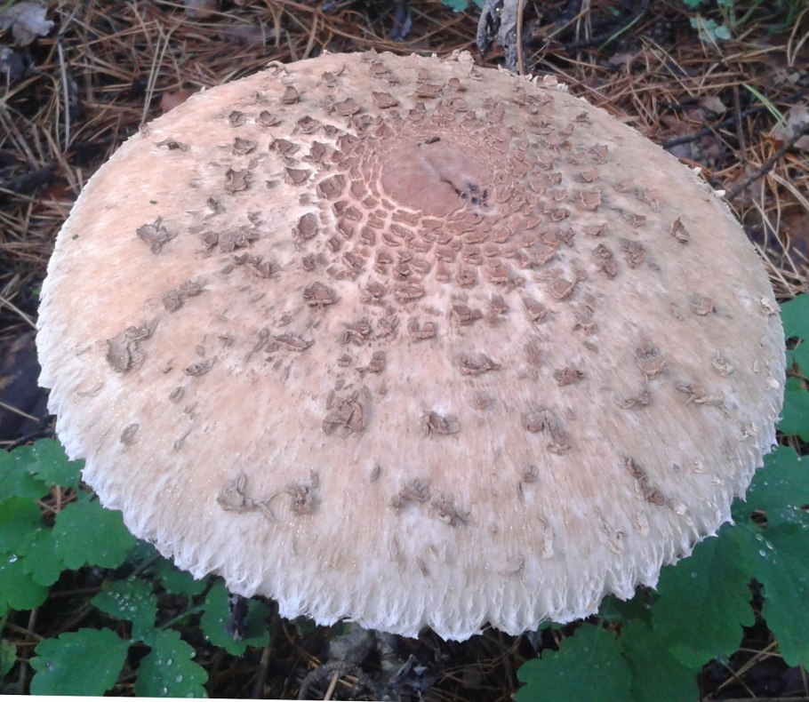 Грибы зонтики приготовление