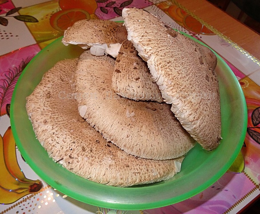 Гриб зонтик краснеющий фото с текстом