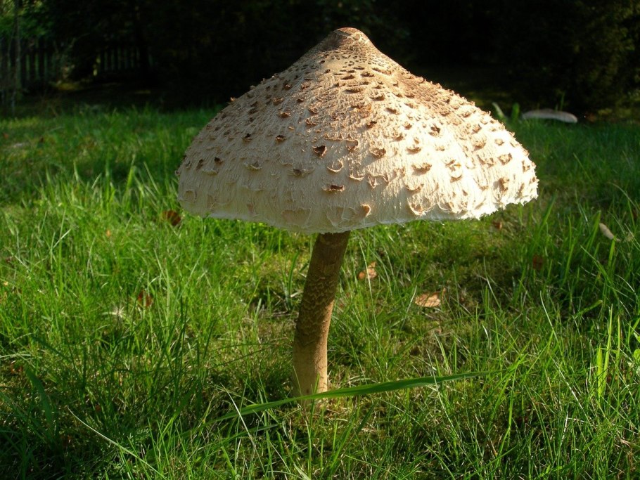 Гриб-зонтик (Parasol Mushroom) — южнее Валентайна;