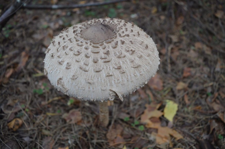 Гриб-зонтик девичий (Macrolepiota puellaris)
