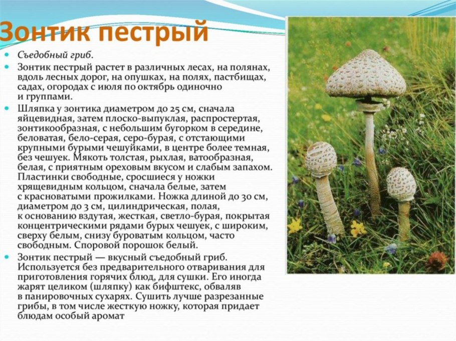 Гриб зонтик гигантский