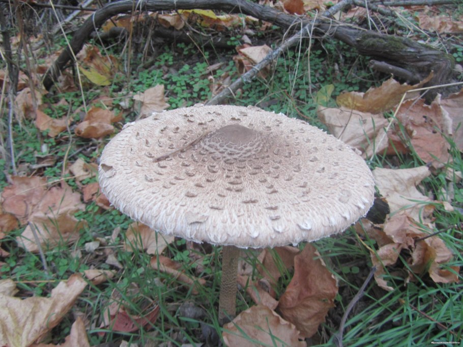 Гриб Хлебная крошка