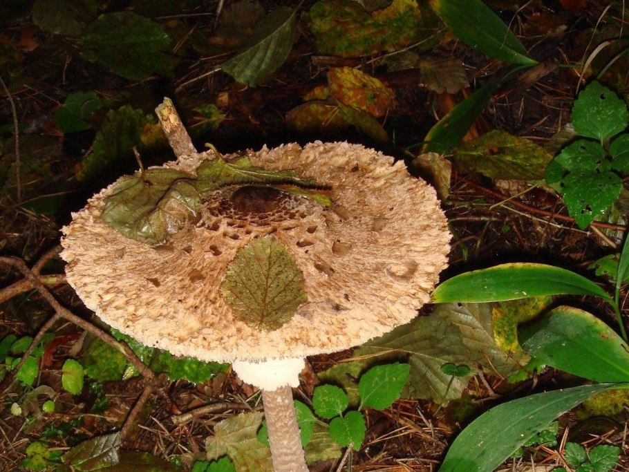 Macrolepiota venenata