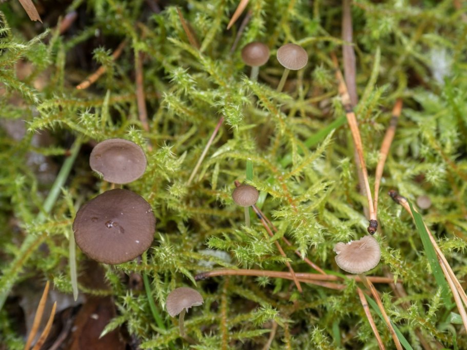 Стробилюрус съедобный Strobilurus esculentus