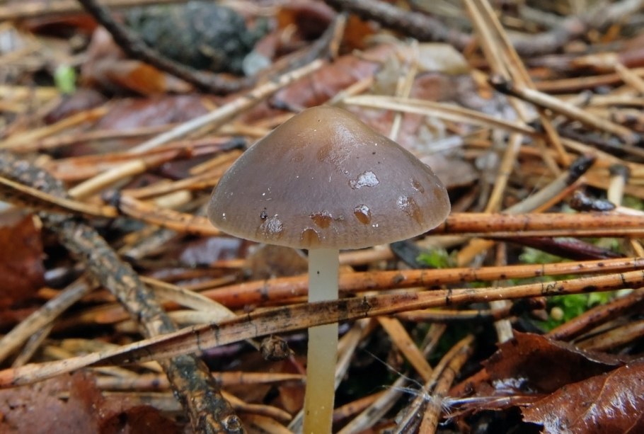 ВЕДЬМИНА рвота гриб