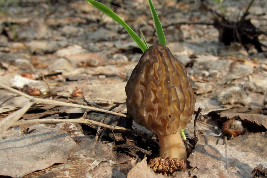 Стробилюрус съедобный