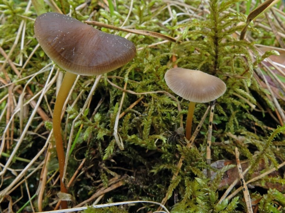 Strobilurus tenacellus photos