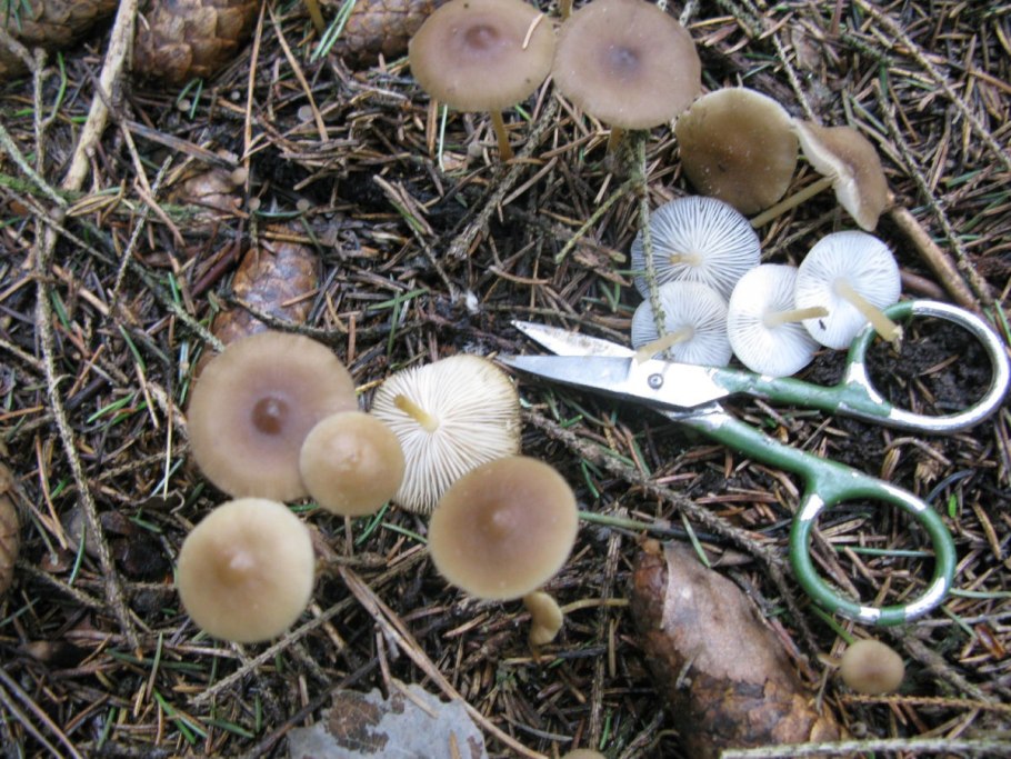 Стробилюрус съедобный Strobilurus esculentus