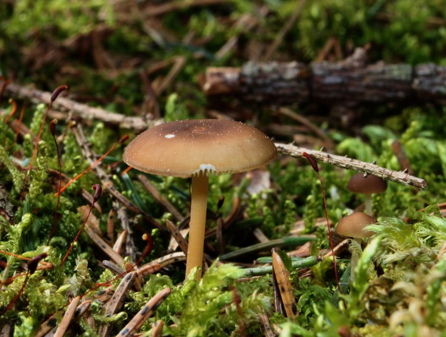 Гриб Стробилюрус