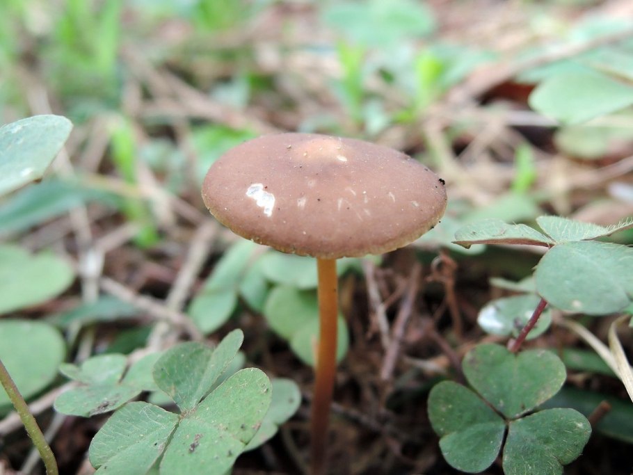 Стробилюрус шпагатоногий