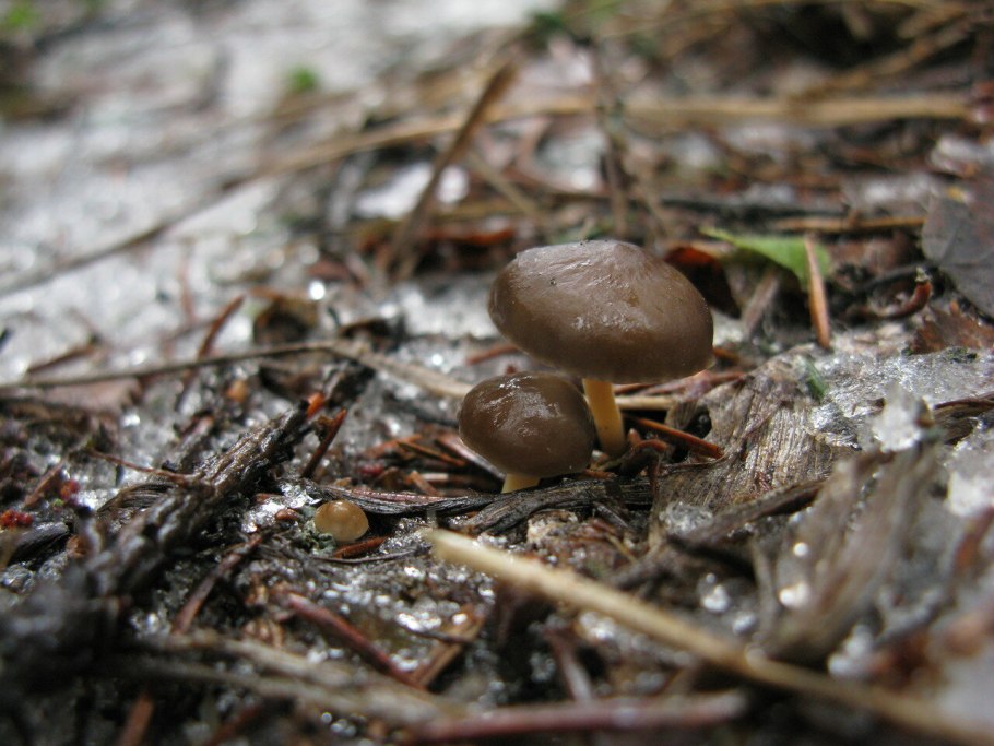 Гриб Стробилюрус