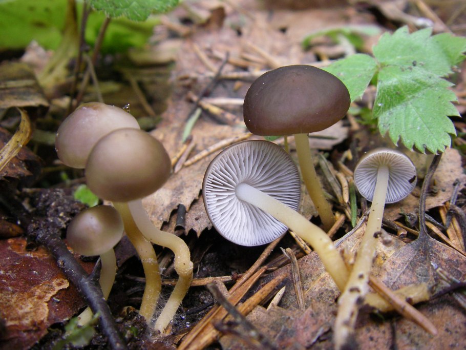 Гриб Стробилюрус