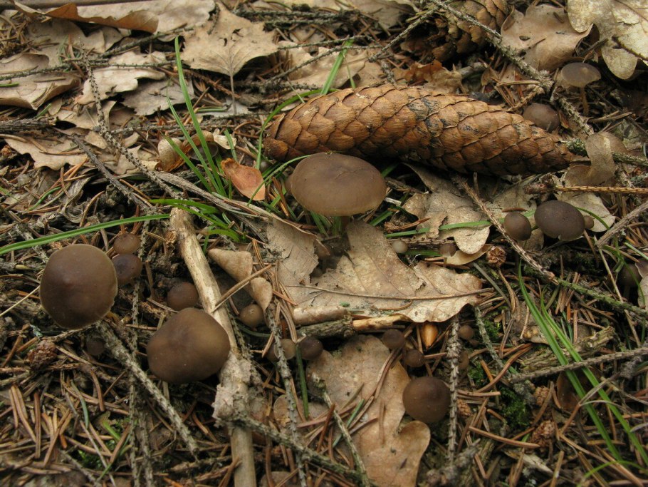 Говорушка червеобразная