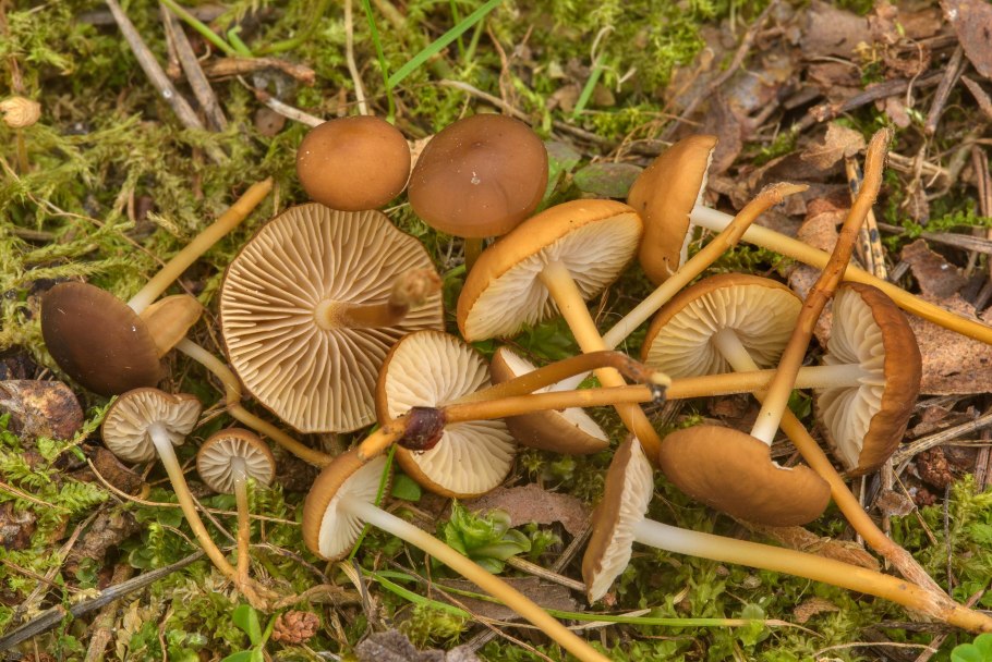 Стробилюрус шпагатоногий