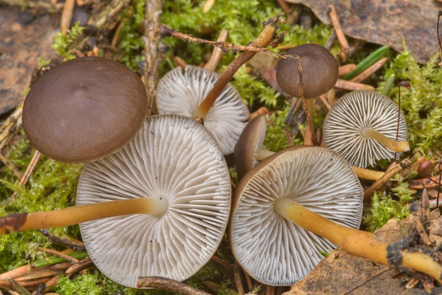 Strobilurus tenacellus