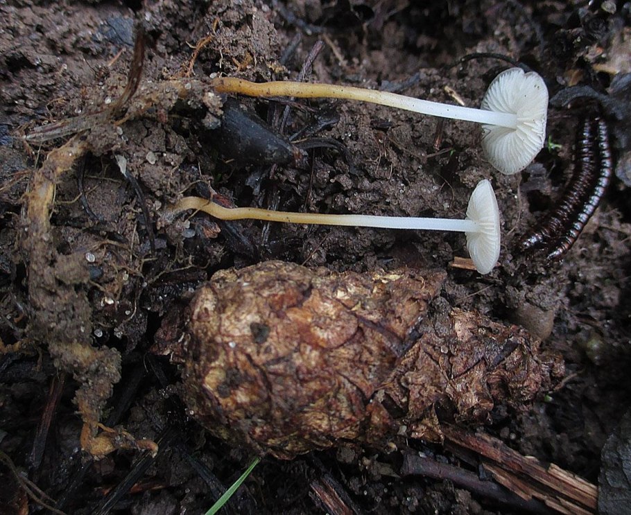 Strobilurus esculentus