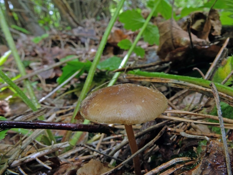 Стробилюрус съедобный