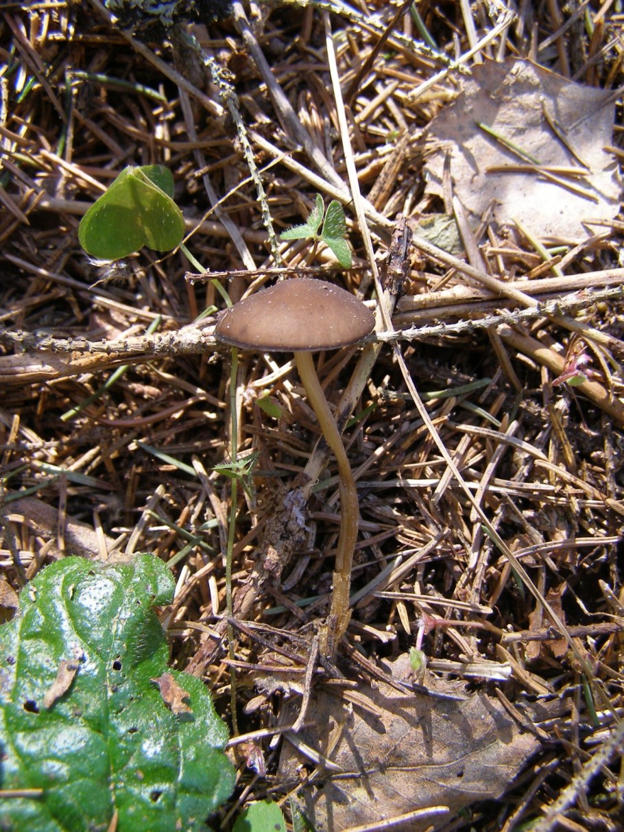 Стробилюрус съедобный