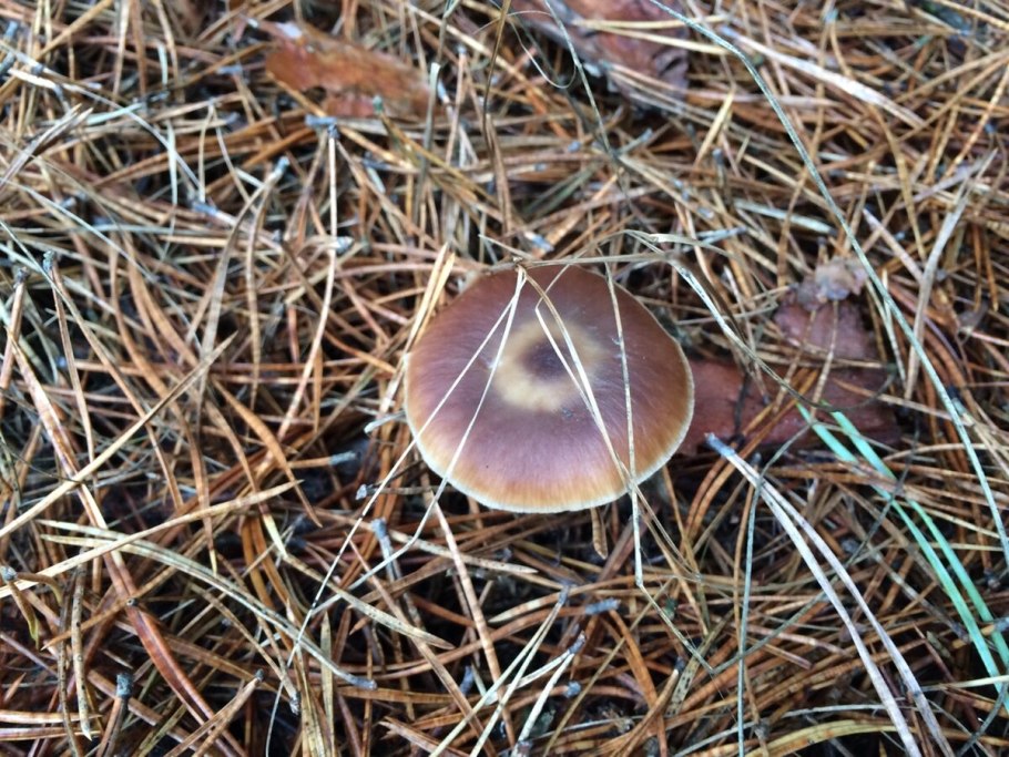 Стробилюрус съедобный