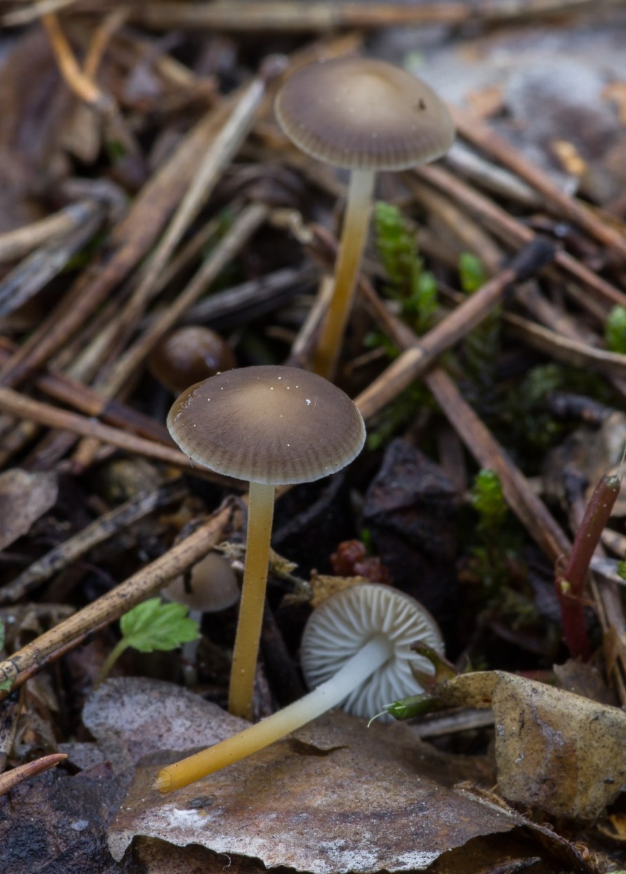 Гриб Стробилюрус съедобный