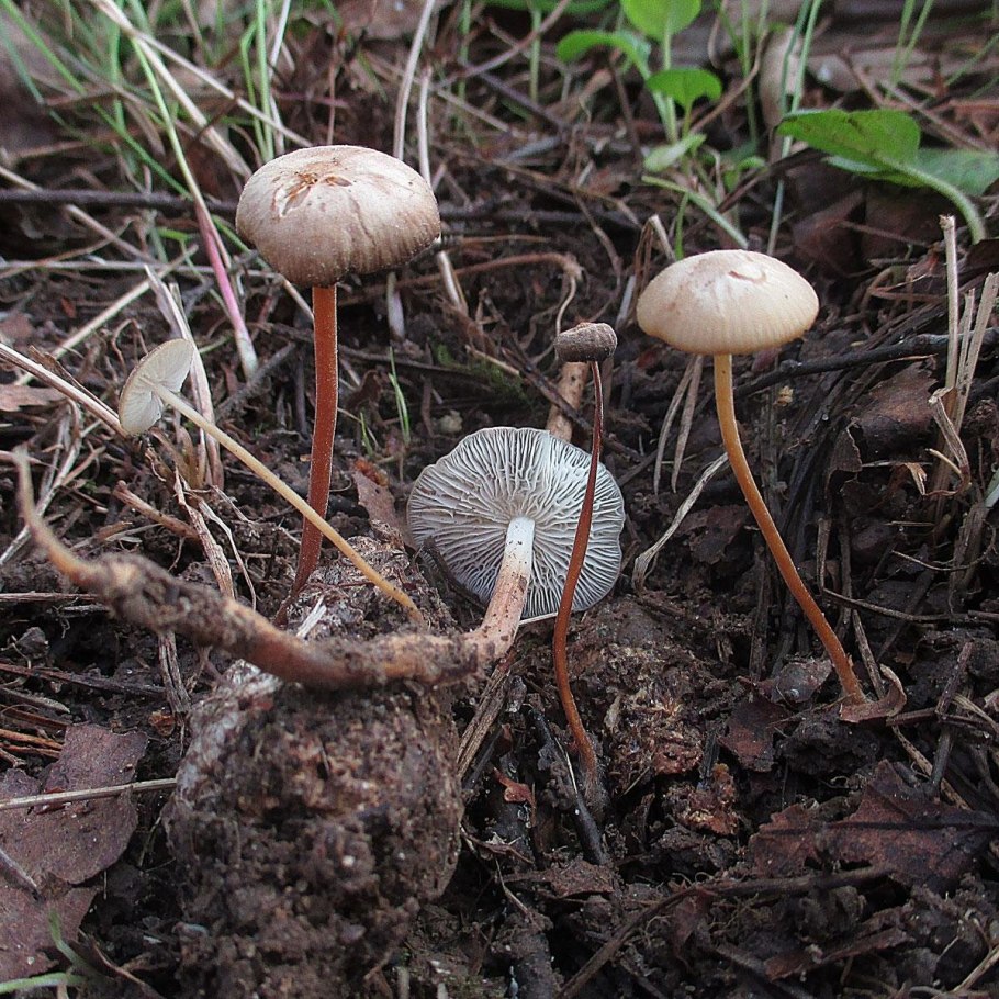 Стробилюрус шпагатоногий Strobilurus stephanocystis