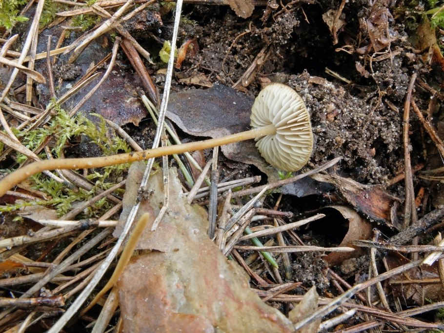 Чесночник обыкновенный