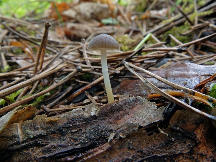 Гриб Стробилюрус съедобный