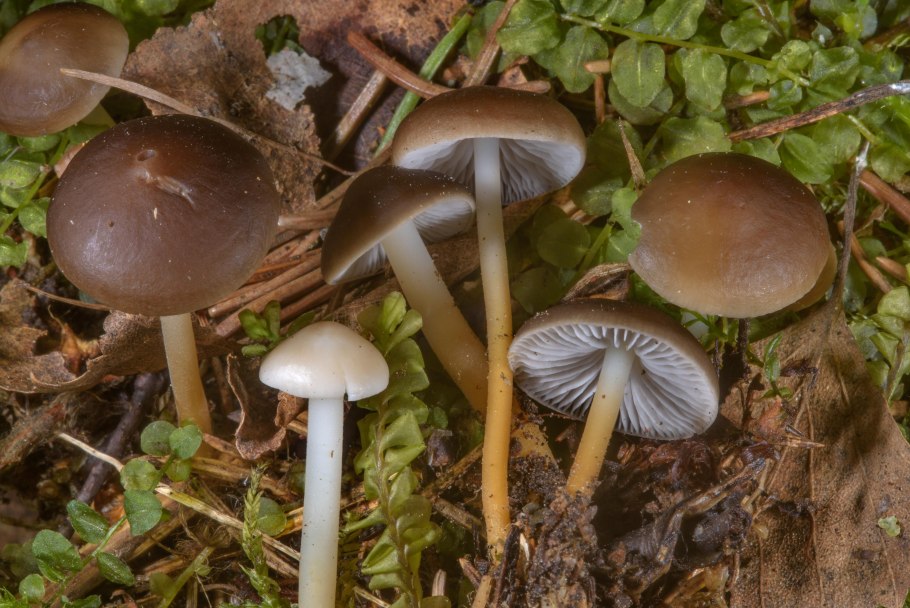 Strobilurus esculentus