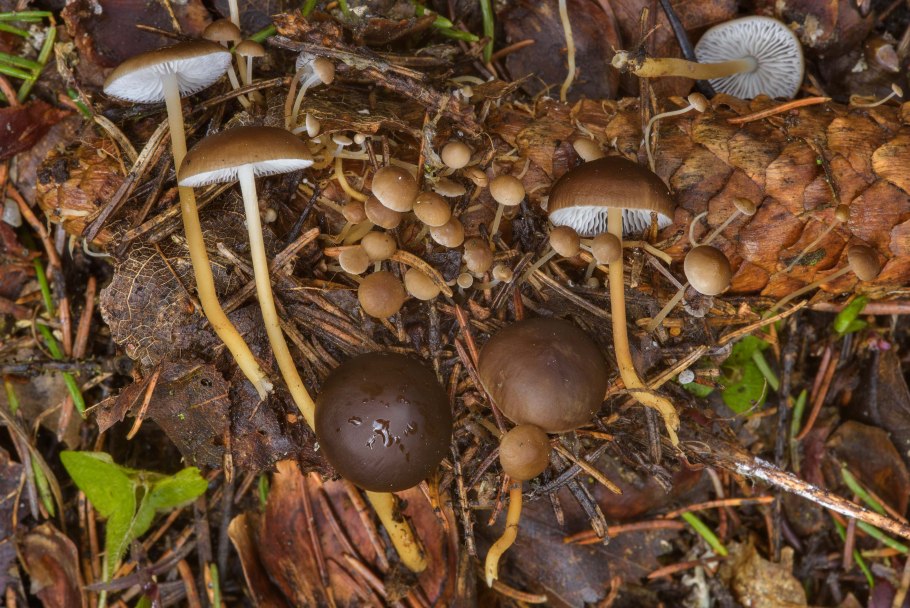 Гриб стробилюрус