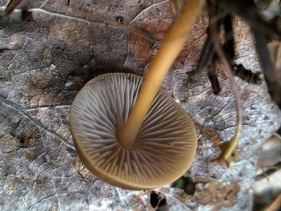 Гриб Стробилюрус