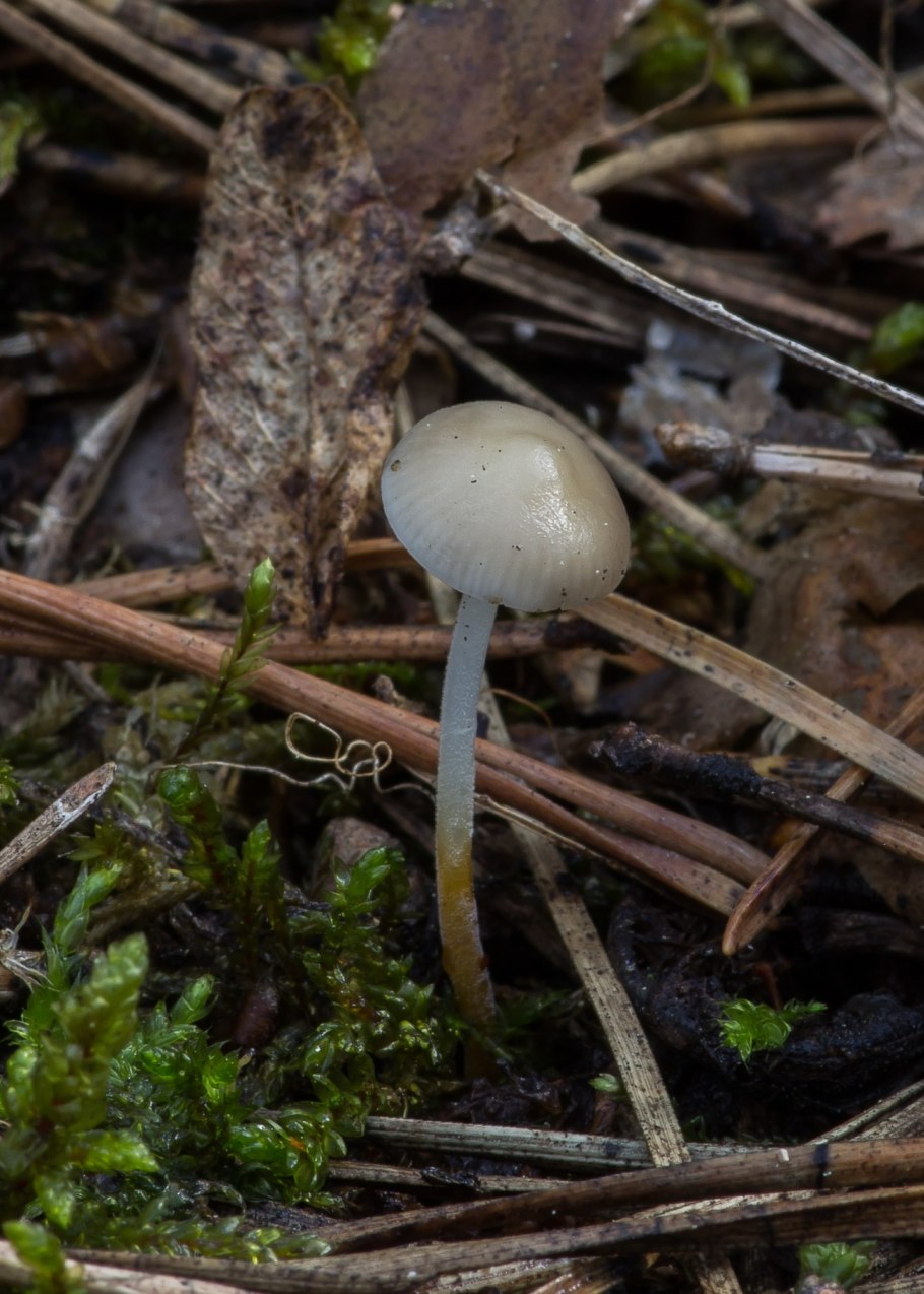 Стробилюрус шпагатоногий Strobilurus stephanocystis