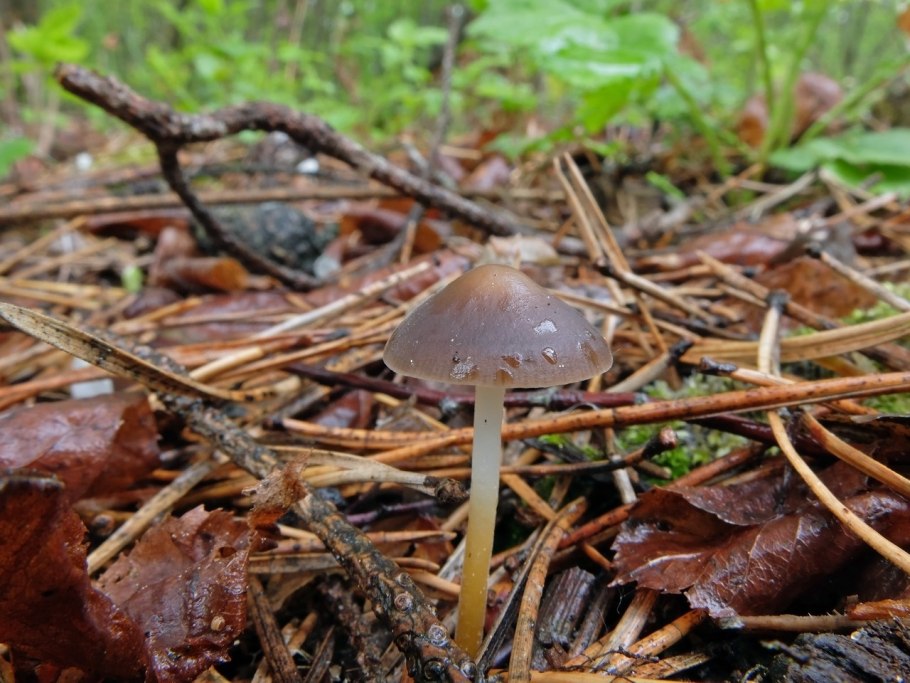 Mycena strobilicola