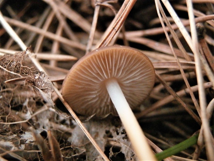 Стробилюрус черенковый