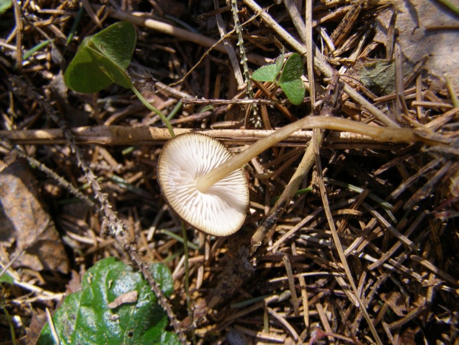Strobilurus esculentus