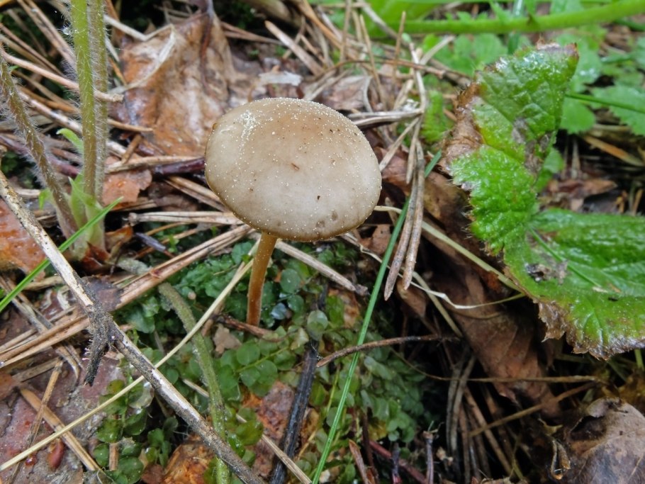 Strobilurus esculentus