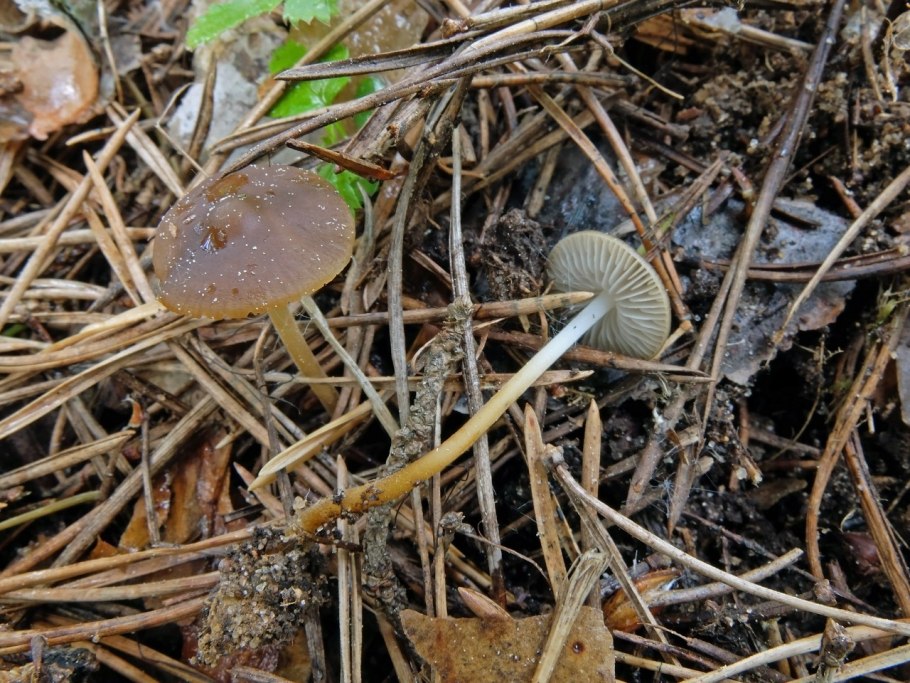 Strobilurus tenacellus photos