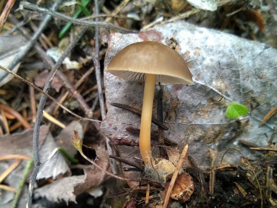 Гриб Стробилюрус