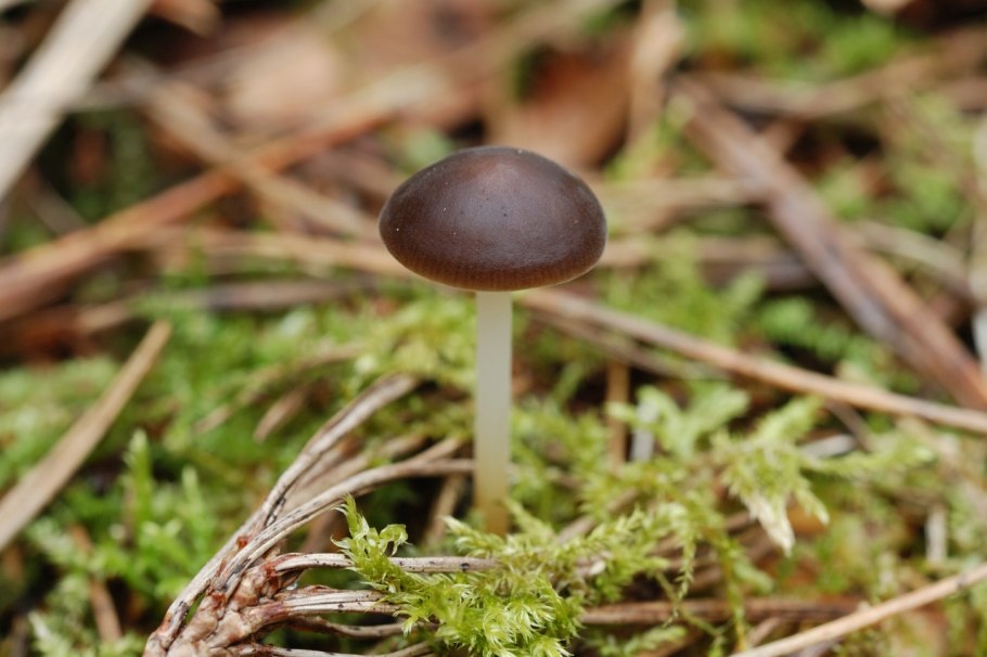 Strobilurus esculentus