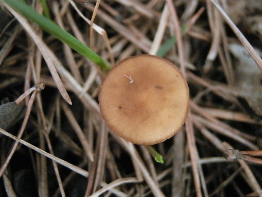 Съедобные грибы Комарово