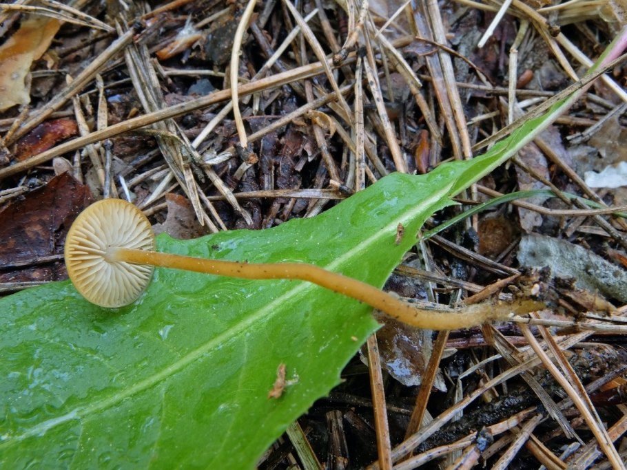 Псилоцибиновый гриб галерина моховая