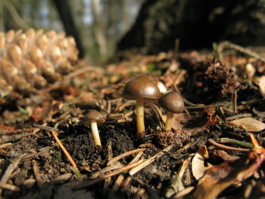 Гриб Стробилюрус