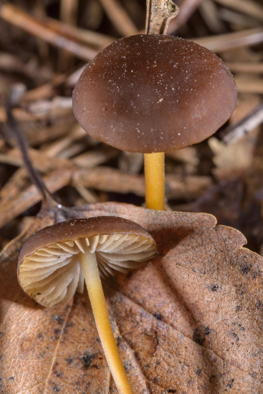 Гриб Стробилюрус