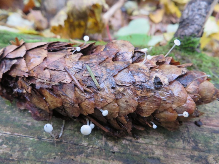 Гриб Стробилюрус съедобный