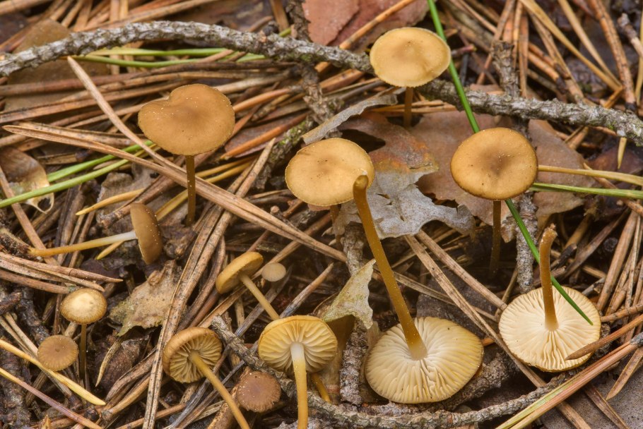 Стробилюрус шпагатоногий Strobilurus stephanocystis