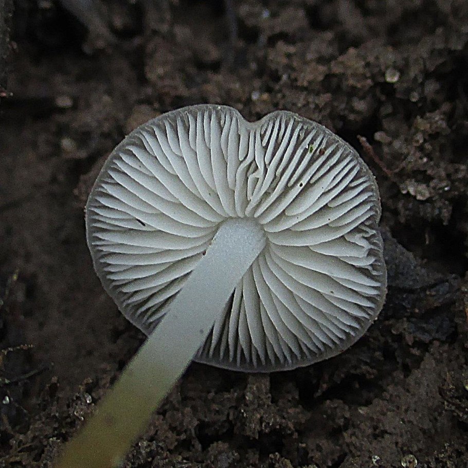 Гриб Стробилюрус