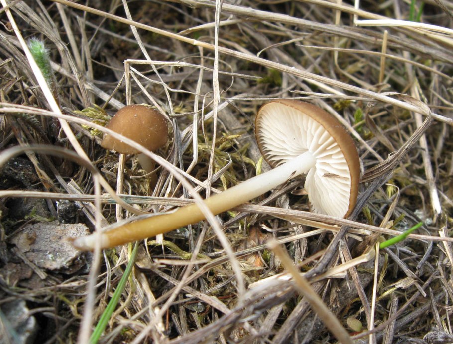 Стробилюрус черенковый Strobilurus tenacellus