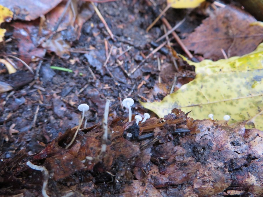 Стробилюрус шпагатоногий Strobilurus stephanocystis